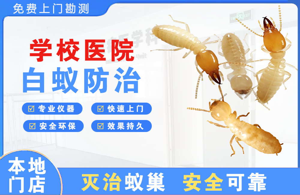 斗门学校医院白蚁防治