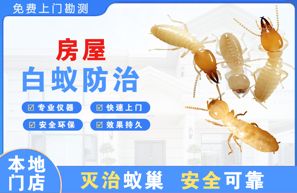 斗门房屋白蚁防治