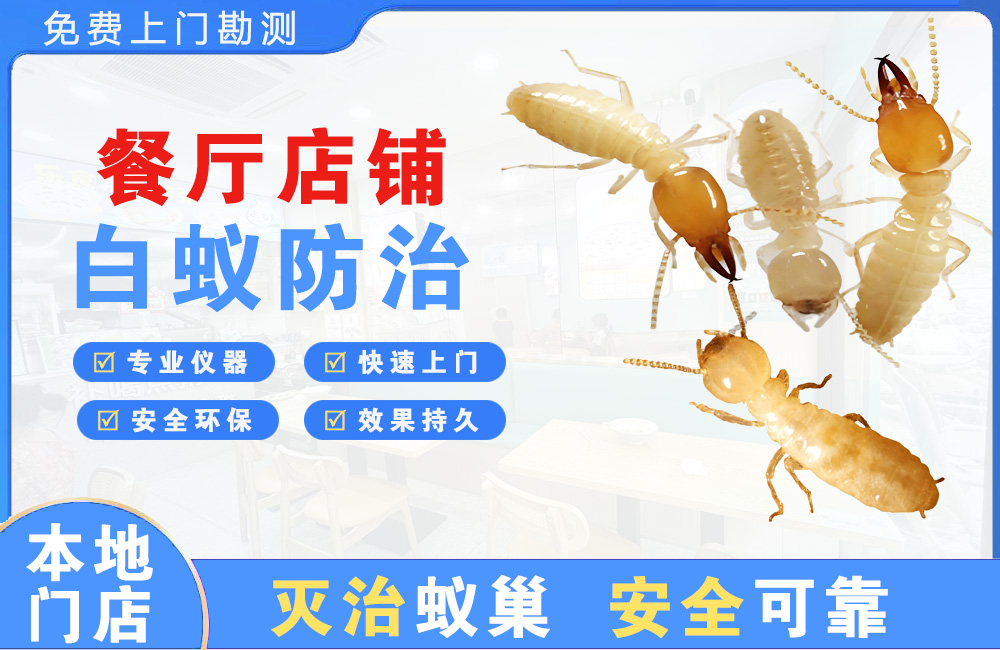 斗门餐厅店铺白蚁防治